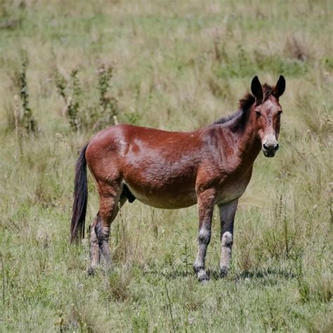 Conheça o Bardoto: animal híbrido de cavalo e jumenta